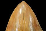 Serrated, Glossy, Fossil Megalodon Tooth - Indonesia #149262-2